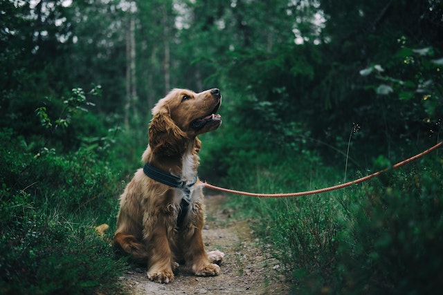K925 Grayshott Dogwalking K925 Grayshott